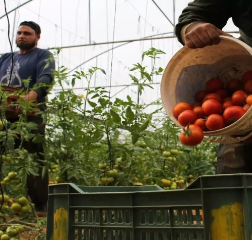 Hebrew Newspaper Alleges Increased Jordanian Export of Tomatoes to Israel x