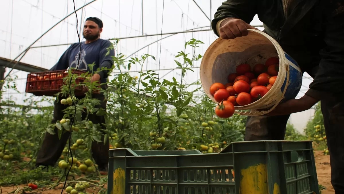 Hebrew Newspaper Alleges Increased Jordanian Export of Tomatoes to Israel